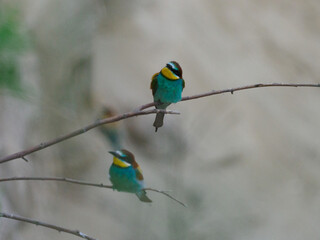 Bee Eater Merops Apiaster in the nationalpark Seewinkel in Austria