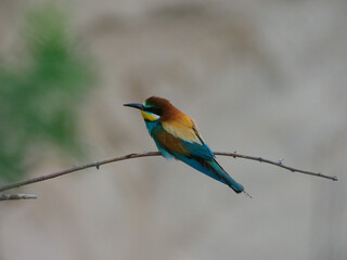 Bee Eater Merops Apiaster in the nationalpark Seewinkel in Austria