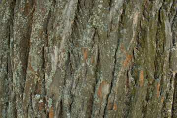 Old tree bark texture. Horizontal photo