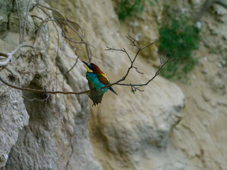 Bee Eater Merops Apiaster in the nationalpark Seewinkel in Austria