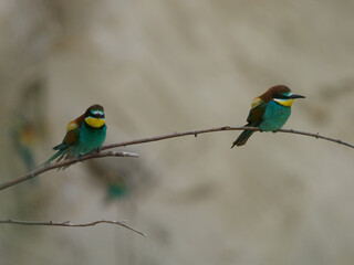 Bee Eater Merops Apiaster in the nationalpark Seewinkel in Austria