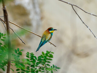 Bee Eater Merops Apiaster in the nationalpark Seewinkel in Austria
