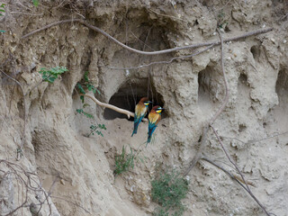 Bee Eater Merops Apiaster in the nationalpark Seewinkel in Austria