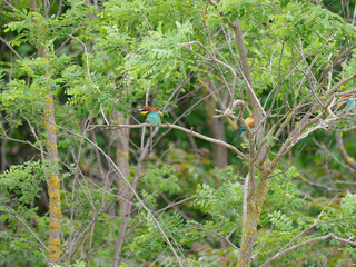 Bee Eater Merops Apiaster in the nationalpark Seewinkel in Austria