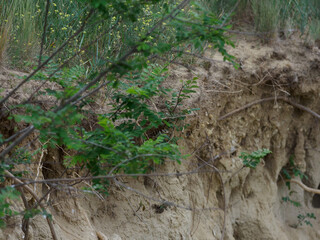 Bee Eater Merops Apiaster in the nationalpark Seewinkel in Austria