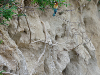 Bee Eater Merops Apiaster in the nationalpark Seewinkel in Austria