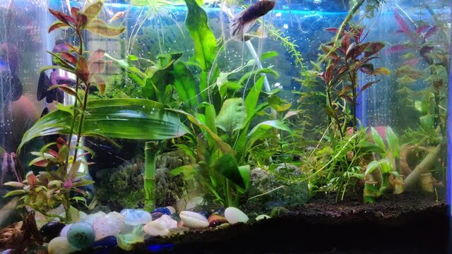 Nano Planted aquarium with snail, shrimps, zebrafish (Danio rerio) and a marble betta fish