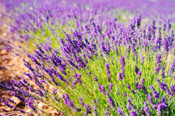 Fototapeta na wymiar Lavender spikes. Field of Lavender, Lavandula angustifolia, Lavandula officinalis. Full frame background.