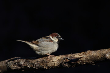 A male House sparrow perched on a tree branch with a dark background.