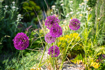 Ornamental onion, macro shot of an ornamental onion
