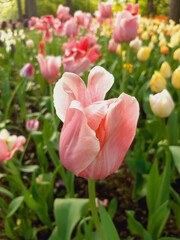 Pink tulips