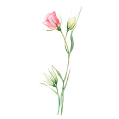 Bouquet of eustoma flower and eucalyptus branch watercolor illustration