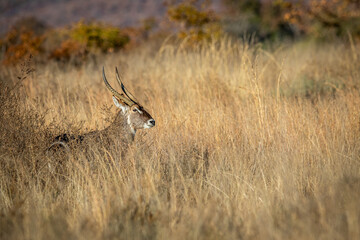 Big male Waterbuck standing in the tall grass .