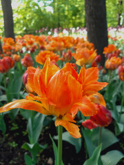 Orange tullips