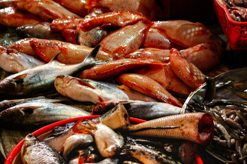 Close up of freshwater fishes like carps and mekong giant catfish or Pangasianodon gigas on a wet market in Phnom phen Cambodia 