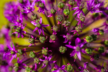 Ornamental onion, macro shot of an ornamental onion