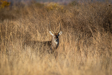 Big male Waterbuck standing in the tall grass .