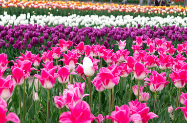 beautiful tulips of different colours, pink,  white, purple, yellow