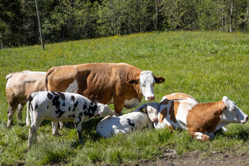 Fototapeta na wymiar Kuhfamilie auf der Weide mit bunten Kälbern 