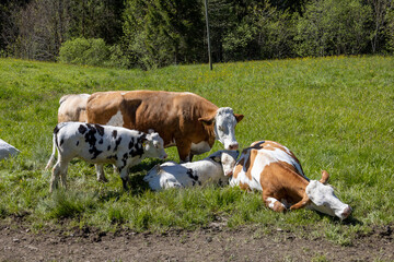Kuhfamilie in den Alpen beim Kuscheln 