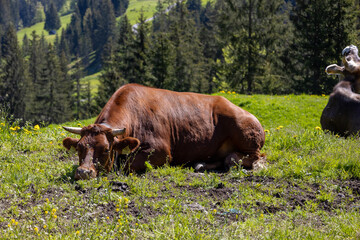 Traurige Kuh auf einer Weide