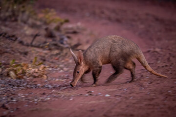 Aardvark crossing a dirt road.