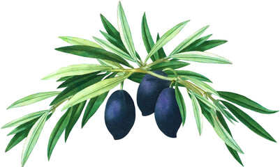 Olive leaves and fruits arrangement, olive tree branch, vintage botanical illustration