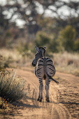 Burchell's zebra standing in the road from behind.