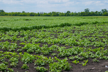 Fototapeta na wymiar A vegetable garden, potatoes and corn grow on the farm.
