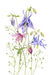 Fototapeta na wymiar Bouquet of summer flowers aquilegia. Watercolour illustration.
