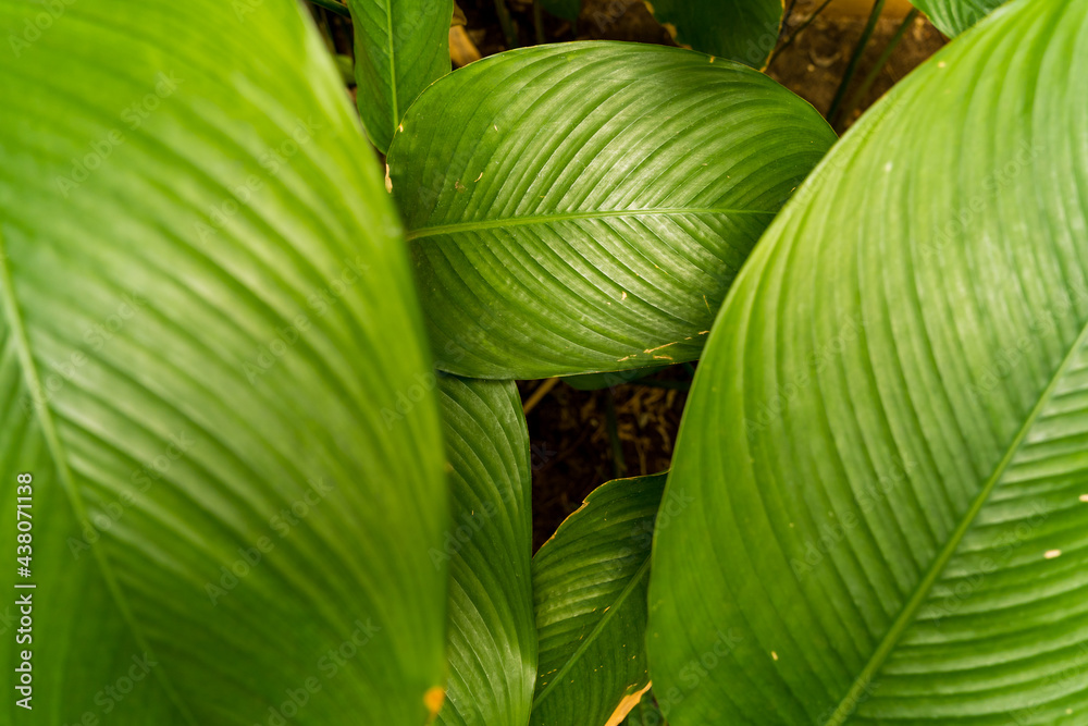 Wall mural close up of creative tropical green leaves banana,palm, monstera and fean layout. nature concept, fl