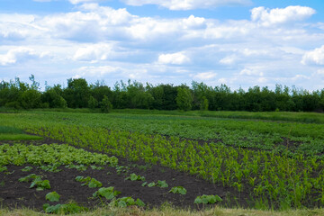 Large fields and garden on the farm.