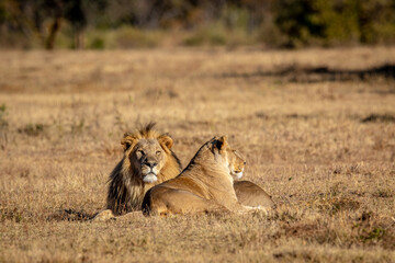 Mating Lion couple laying in the grass.