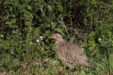 A female pheasant.