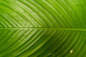 Close up of creative tropical green leaves banana,palm, monstera and fean layout. Nature concept, Flat lay, background