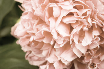 Beautiful photo background with peony flower.