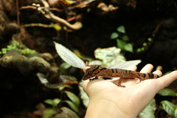 lizard on a tree