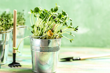 Microgreen are young vegetable green or sprouts, superfood, eco food. Macro shoot. Microgreens sprouts with Yellow snail