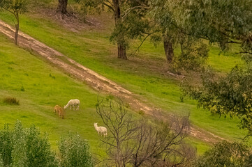 Grazing Alpaca