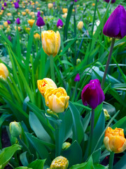 Lilac
 and yellow tulips