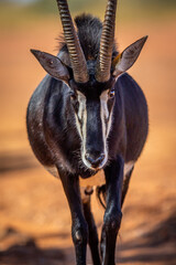 Sable antelope starring at the camera. - obrazy, fototapety, plakaty