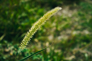 grass in the wind