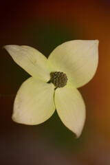 White flower blossom close up cornus kousa family cornaceae botanical modern background high quality big size print