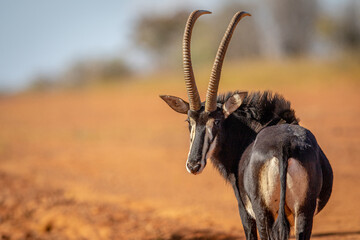 Sable antelope looking back towards the camera.