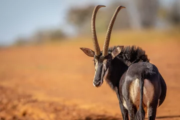 Foto op Canvas Sable antilope terugkijkend naar de camera. © simoneemanphoto