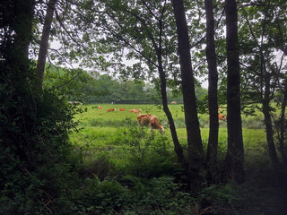 Cows in meadow in natural surroundings. Uffelte Drente Netherlands