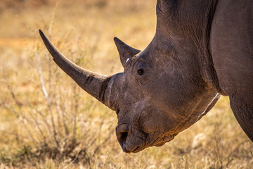 Side profile of a white rhino head.