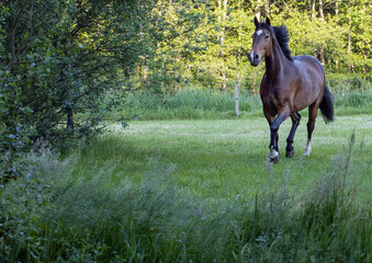 Horses galloping free in Meadow surrounded by forest.