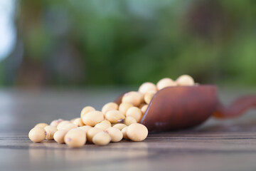 A spoonful of harvested soybeans
