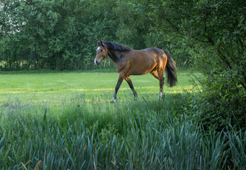 Horses running free in Meadow surrounded by forest.